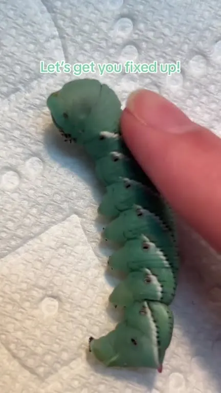 Caterpillar Gets a Lizard Ride