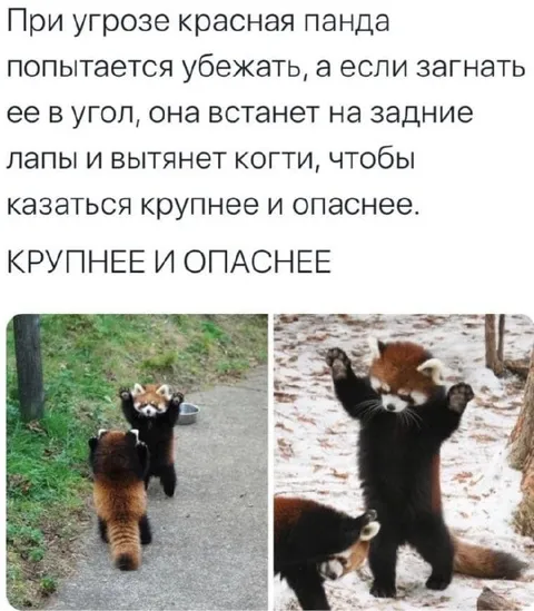 Красная панда крупнее и опаснее