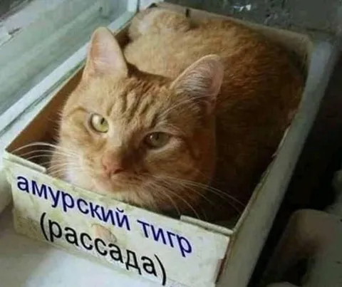 Амурский тигр в рассаде