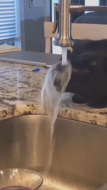Cat Investigates Running Faucet