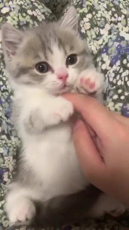 Котёнок танцует под Jiggle Jiggle