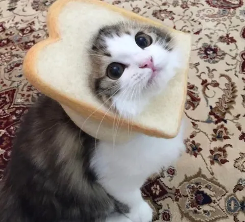 Кот в хлебе