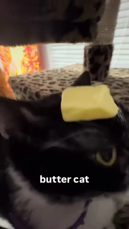 Butter Cat Gets Buttered