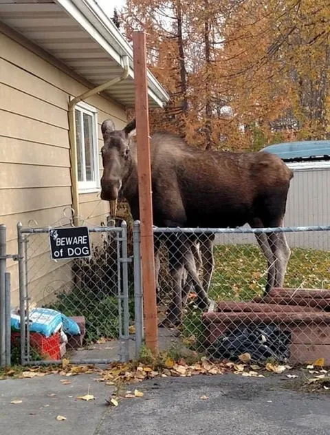 Beware of Dog Moose