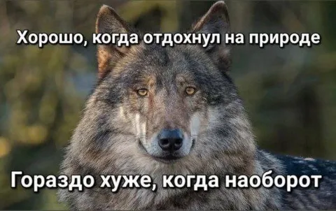 Волк после отдыха на природе