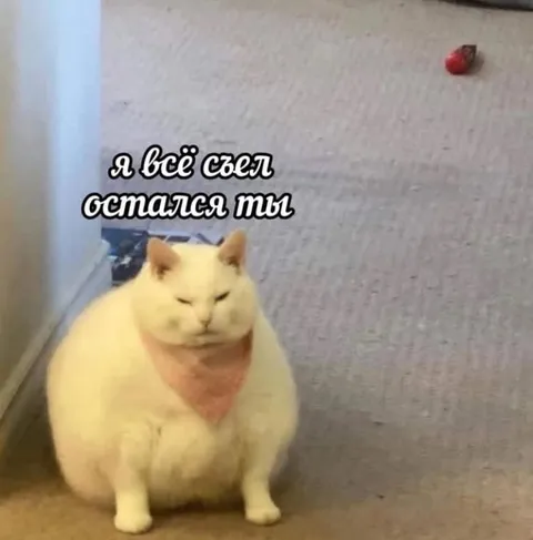 Кот съел всё, остался ты