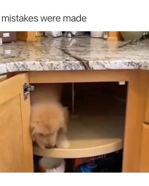 Puppy Trapped in the Cabinet