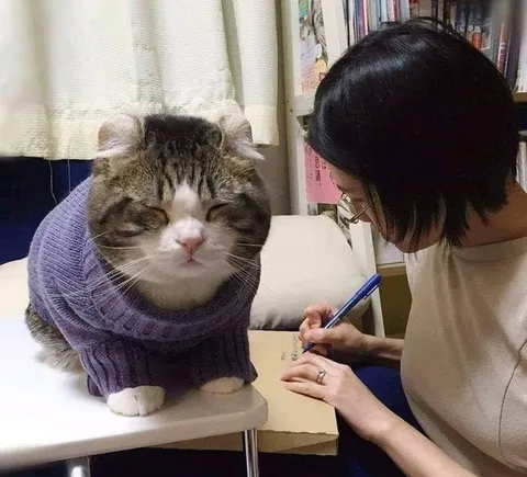 Кот на приёме у писателя