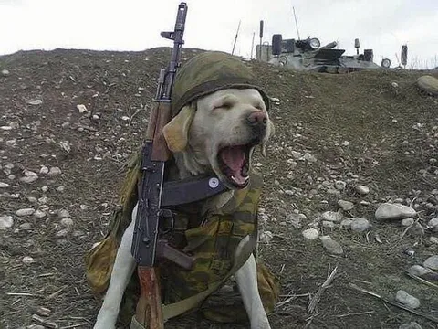 Собака-солдат на передовой