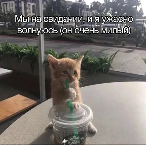 Кот волнуется на свидании