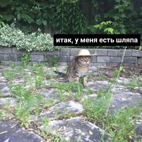 Итак, у меня есть шляпа