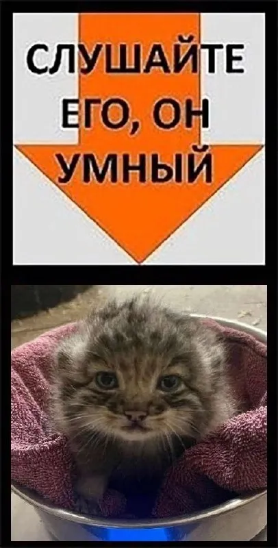 Слушайте, он умный кот