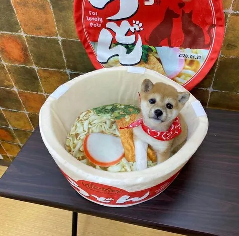 Puppy in a Noodle Cup