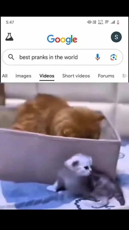 Best Prank Cats Ever