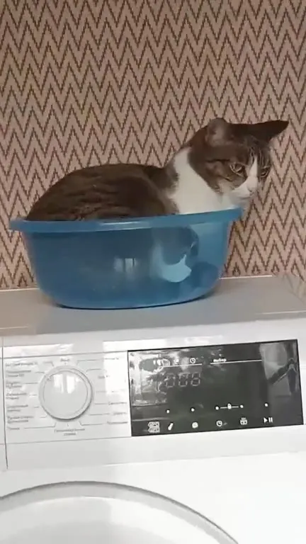 Кот в тазике на стиральной машине
