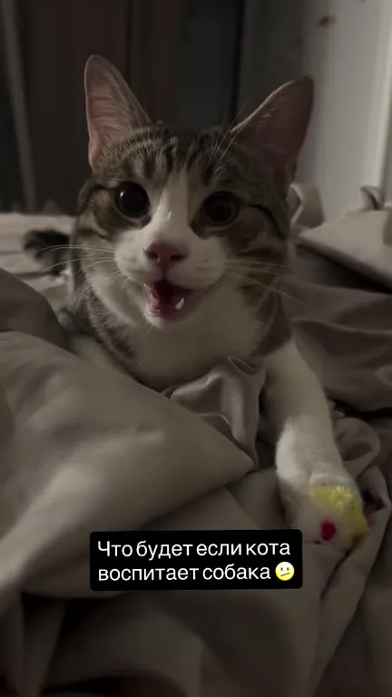 Кот, которого воспитала собака