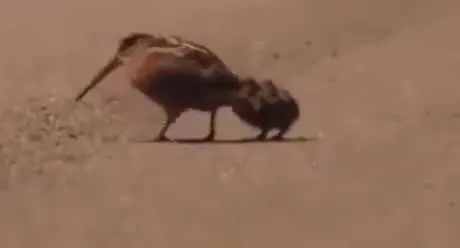 Птица тащит маленького друга