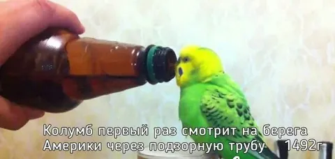 Колумб смотрит на Америку