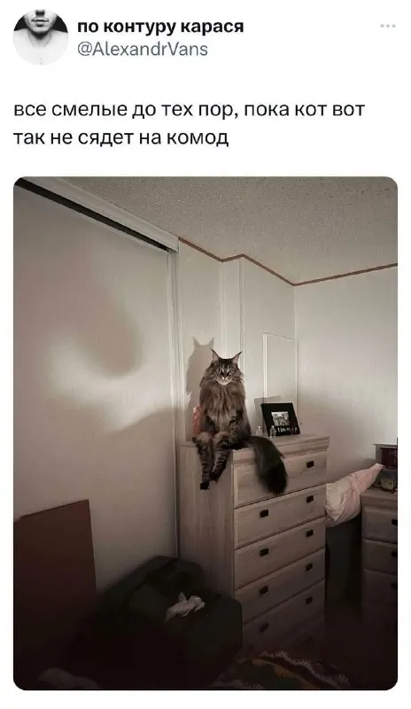 Кот сел на комод