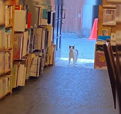 Кот заходит в книжный магазин