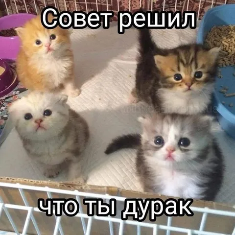 Совет решил, что ты дурак