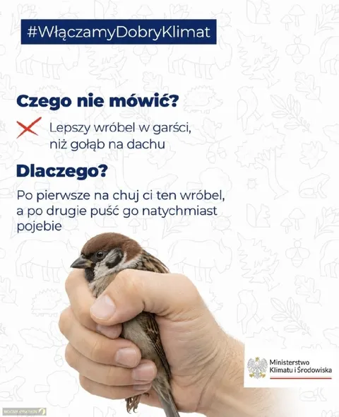 Wróbel w garści i przekleństwa