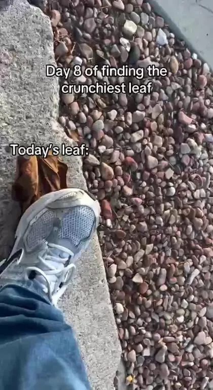 Searching for the Crunchiest Leaf