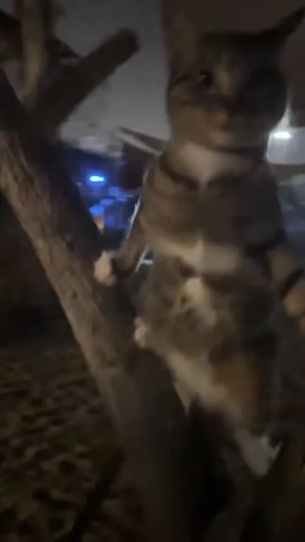 Кот танцует в темноте