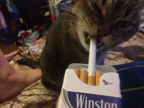Cat Smoking Winston