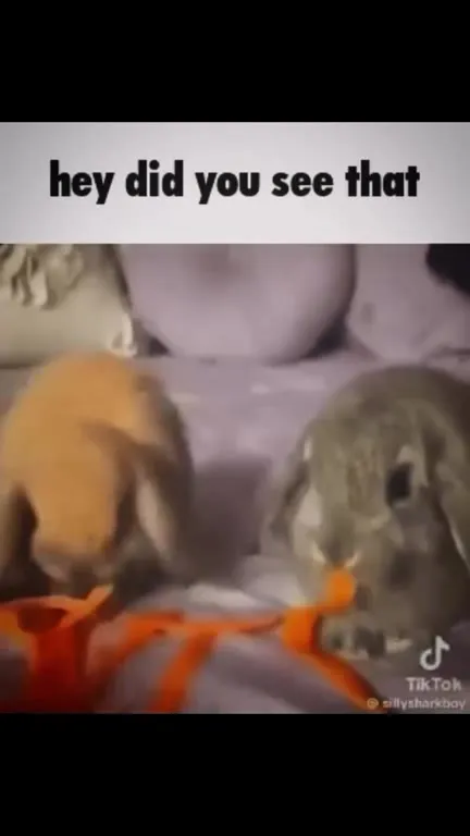 Hey, Did You See That Rabbits