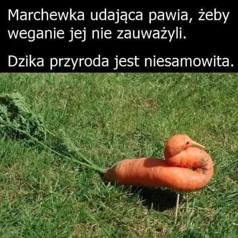 Marchewka udająca pawia