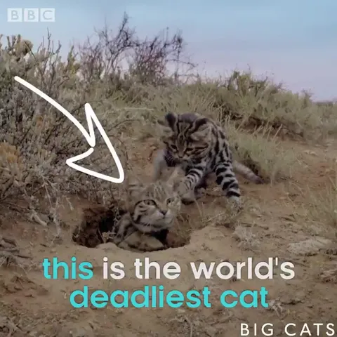 World’s Deadliest Tiny Cat