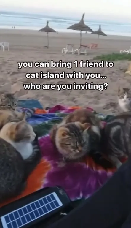 Who Are You Inviting to Cat Island?