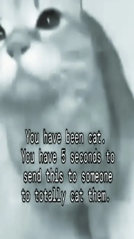 You Have Been Cat