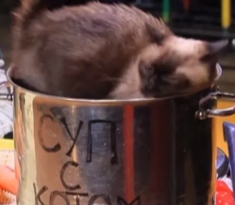 Суп с котом
