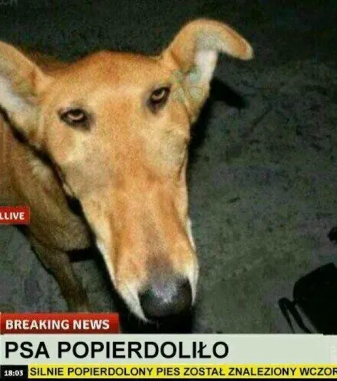 Pies kompletnie oszalał