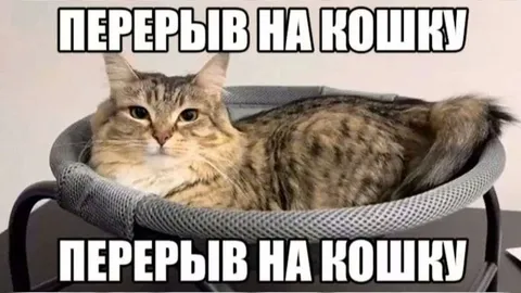 Перерыв на кошку
