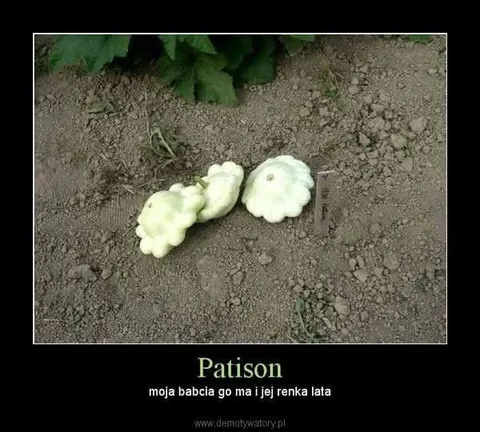 Patison mojej babci