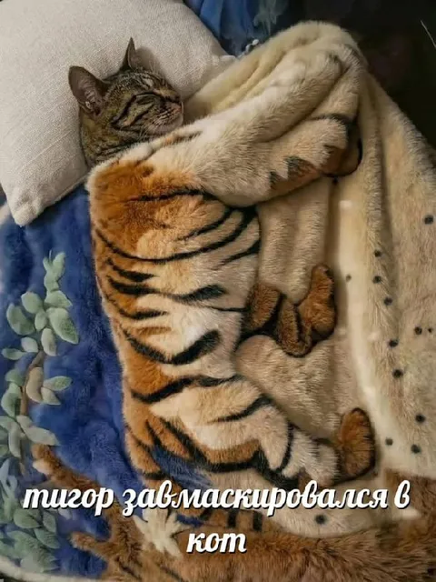 Тигор завмаскировался в кот