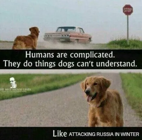 Dogs Don’t Understand Human Warfare