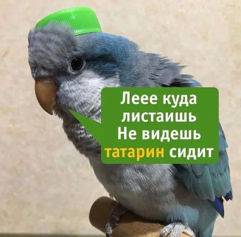 Татарин сидит на ветке