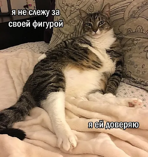 Кот доверяет своей фигуре