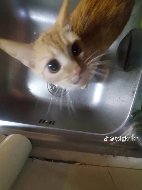 Котёнок просит внимания