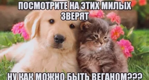 Милые зверята против веганства