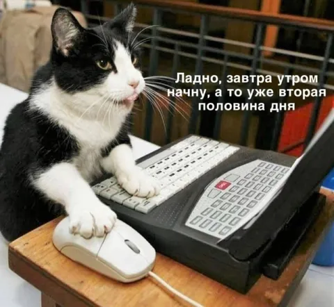 Кот откладывает работу до завтра