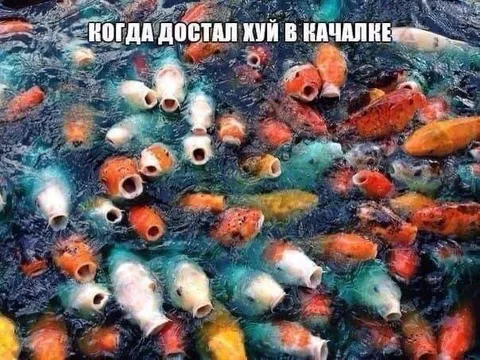 Хуй в качалке