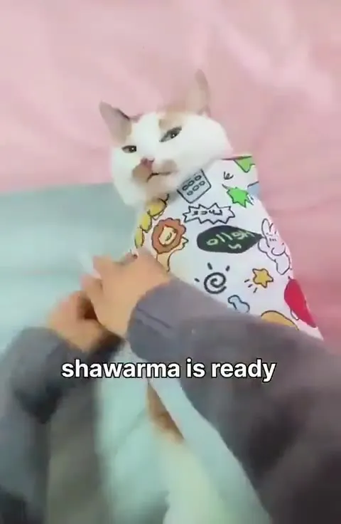 Shawarma Cat Is Ready