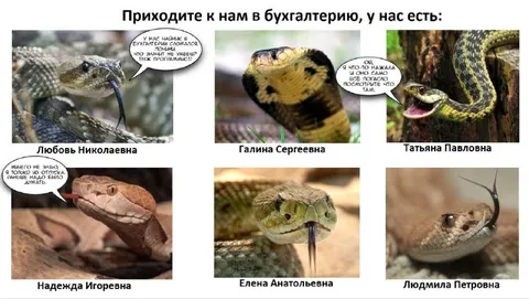 Змеи в бухгалтерии