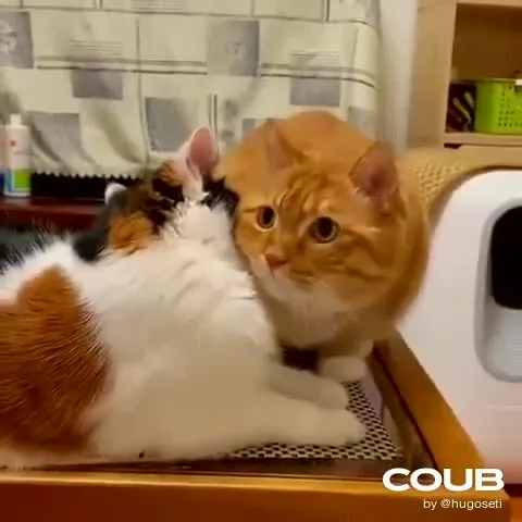 Кошка внезапно дает пощечину коту