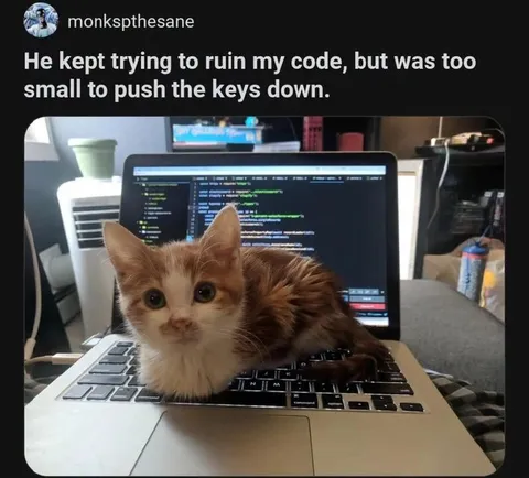 Kitten Tries to Ruin My Code